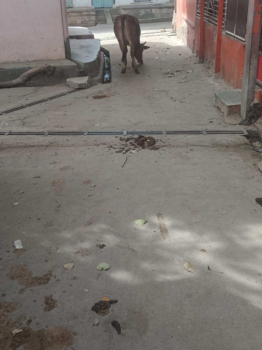 10 दिन से नहीं हो रही है सफाई, आमजन हो रहे हैं परेशान।