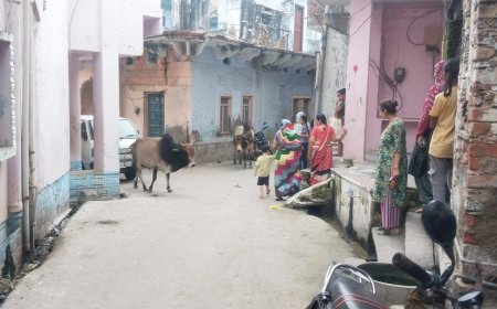 पागल हुए सांड ने शहर में मचाया उत्पात