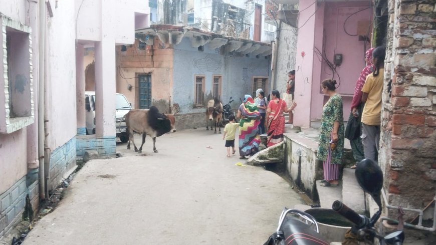 पागल हुए सांड ने शहर में मचाया उत्पात