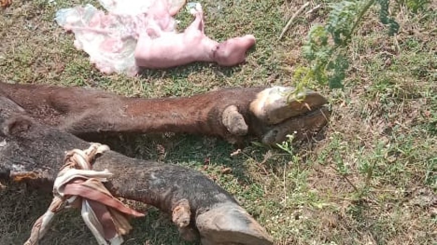 रणिकपुरा में माली परिवार के बाड़े  में आग लगाकर गौ वंश को जिंदा जलाया