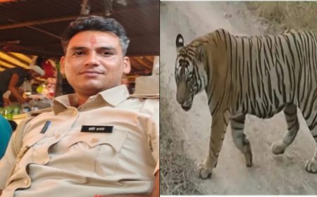 टाइगर ने रेंजर को मारा,गर्दन पर किया हमला