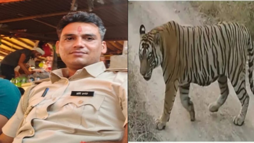 टाइगर ने रेंजर को मारा,गर्दन पर किया हमला