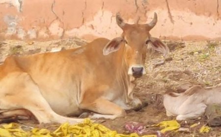 लावारिस गाय ने दिया बछड़े को जन्म,