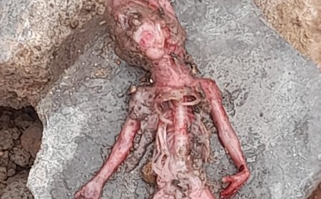 कुम्हार मोहल्ले में मानव भ्रूण मिलने से सनसनी