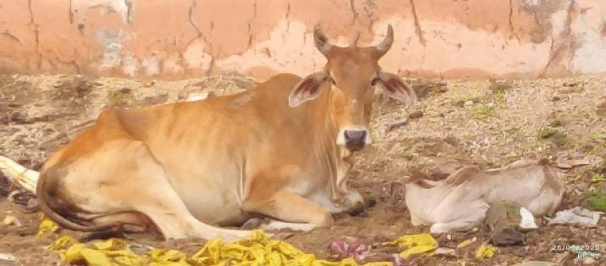 लावारिस गाय ने दिया बछड़े को जन्म,