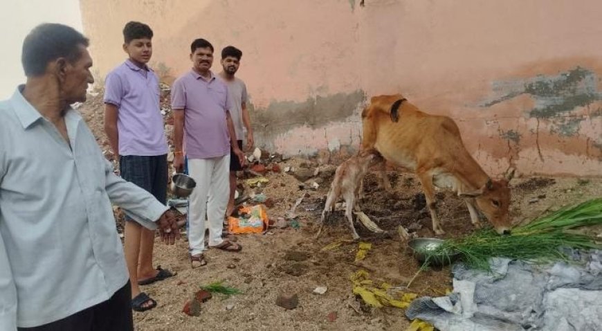 लावारिस गाय ने दिया बछड़े को जन्म,