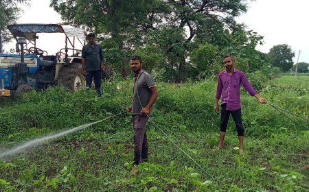 मौसम खुलने के बाद फसलों पर किसान कर रहे दवाइयां का छिड़काव    मेनपुरीया।