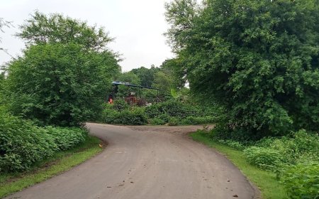 अंग्रेजी बबूल  बना जानलेवा