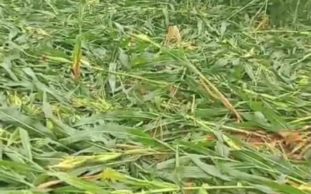 जंगली सुवरों का  आतंक , मंडफिया के किसान परेशान