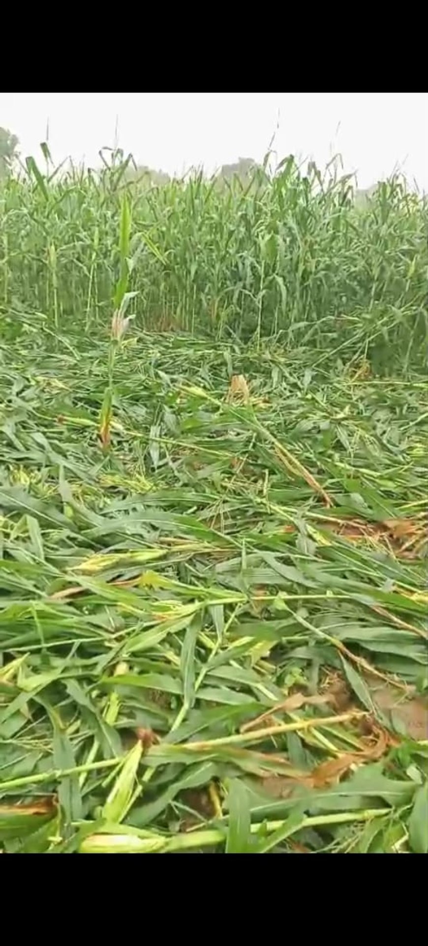 जंगली सुवरों का आतंक , मंडफिया के किसान परेशान