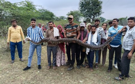 कोचरिया में  कूका राम कुमावत के खेत से अजगर का किया रेस्क्यू,