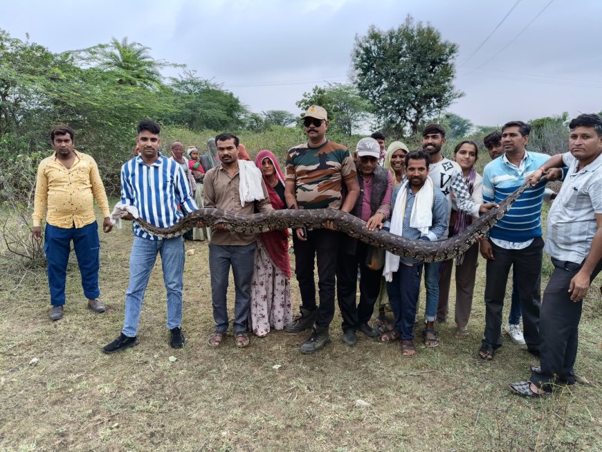 कोचरिया में  कूका राम कुमावत के खेत से अजगर का किया रेस्क्यू,