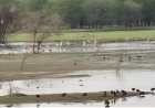 *वर्षों बाद गोविंद सागर बांध पर उतरे सारसों के 10 जोड़े