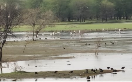 *वर्षों बाद गोविंद सागर बांध पर उतरे सारसों के 10 जोड़े