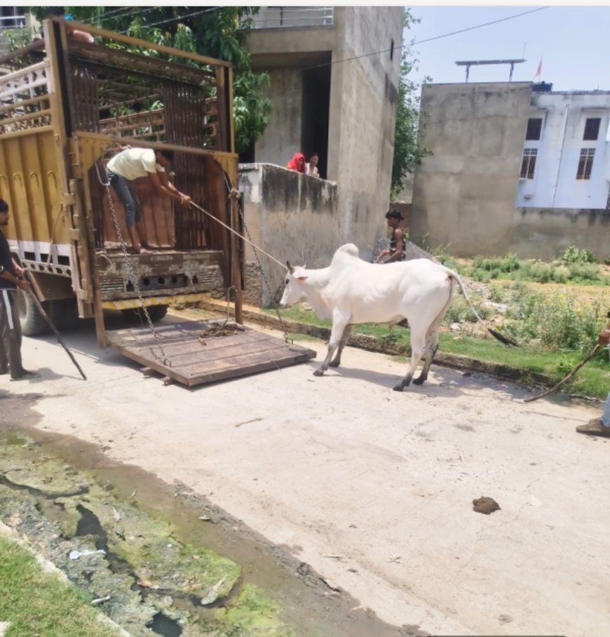नगर पालिका नीमकाथाना की बड़ी मुहिम: शहर को निराश्रित गोवंश से मुक्त कराने का कार्य शुरू